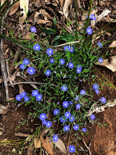 Evolvulus alsinoides (Slender dwarf morning glory) — photo