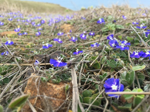 Evolvulus alsinoides (Slender dwarf morning glory) — photo