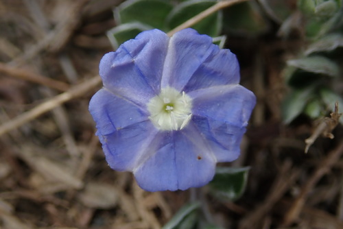 Evolvulus alsinoides