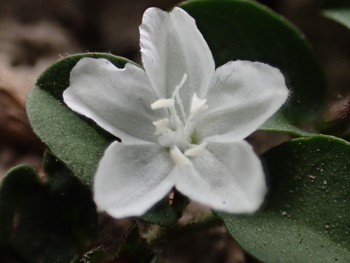 Evolvulus nummularius — photo