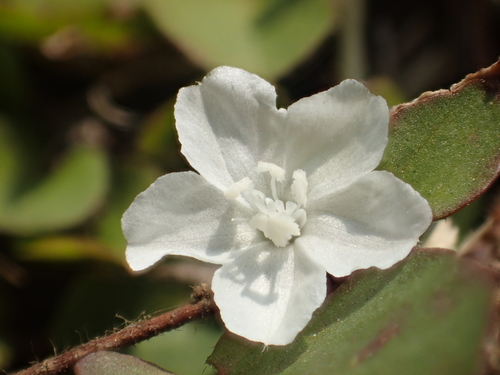Evolvulus nummularius — photo