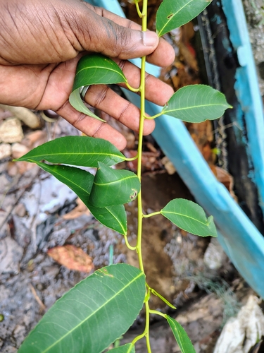 Excoecaria indica (Mock willow) — photo