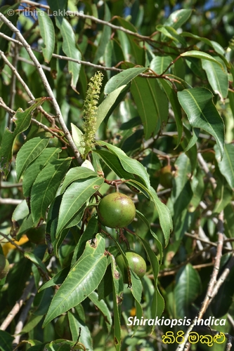 Excoecaria indica