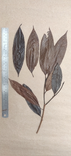 Excoecaria oppositifolia — photo