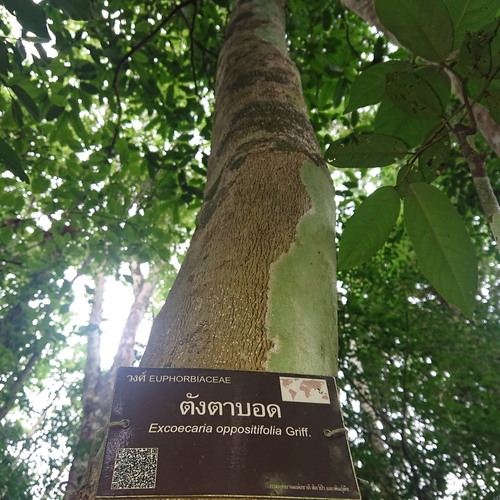 Excoecaria oppositifolia