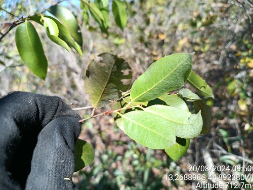 Exellodendron cordatum