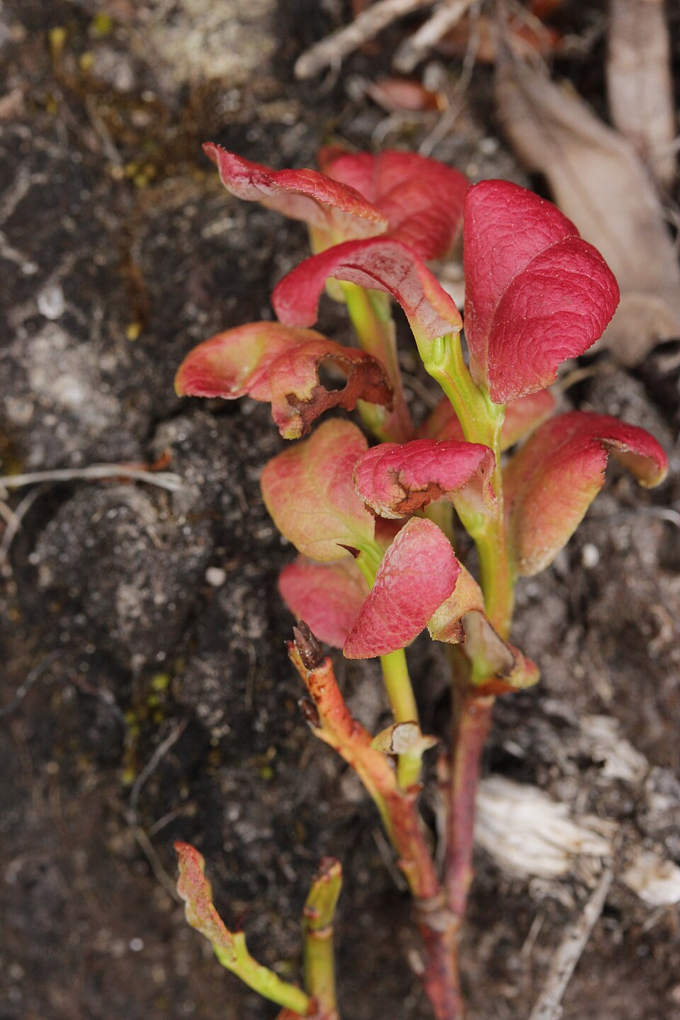 Exobasidium sp. (Ghost ear fungus) — photo