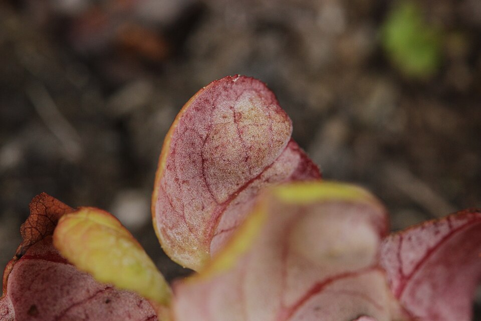 Exobasidiaceae