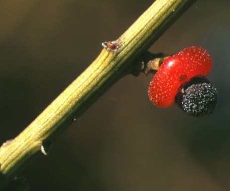 Exocarpos aphyllus (Leafless Ballart) — photo