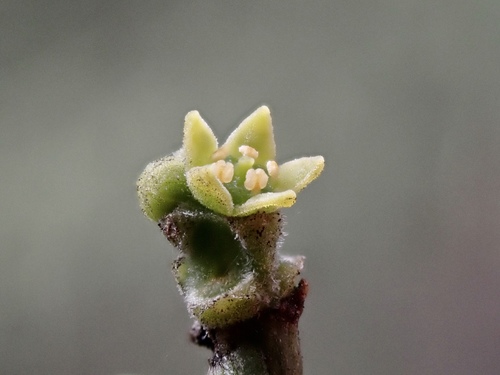 Exocarpos aphyllus (Leafless Ballart) — photo