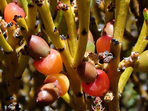Exocarpos bidwillii (Mountain sandalwood) — photo