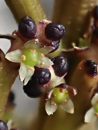 Exocarpos bidwillii (Mountain sandalwood) — photo