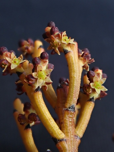 Exocarpos bidwillii