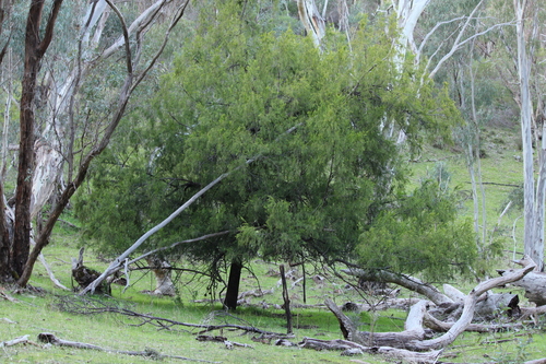Exocarpos cupressiformis (Cherry Ballart) — photo