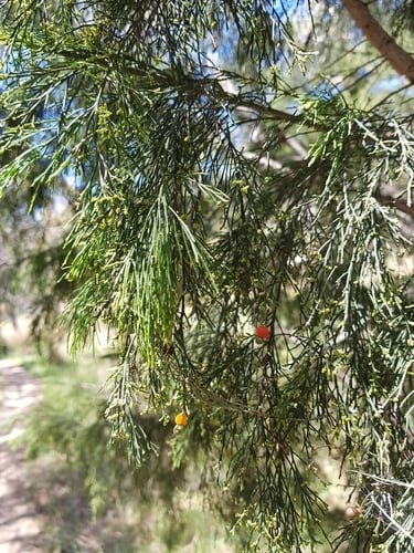 Exocarpos cupressiformis (Cherry Ballart) — photo