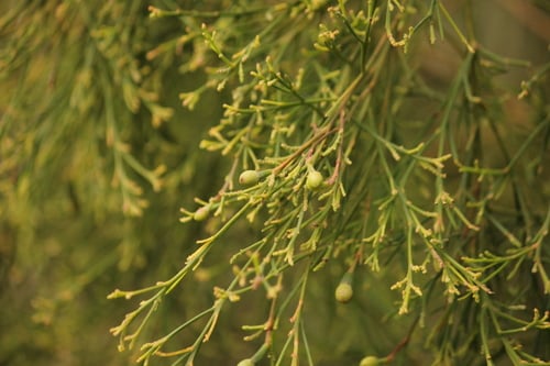 Exocarpos cupressiformis