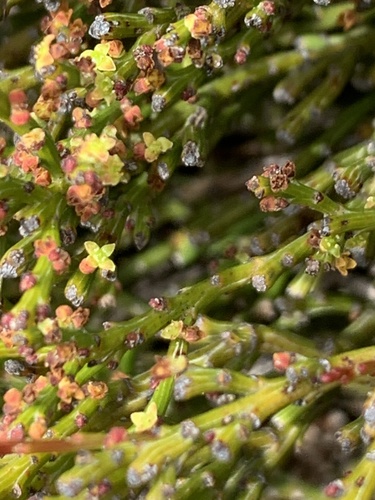 Exocarpos humifusus (Mountain native-cherry) — photo