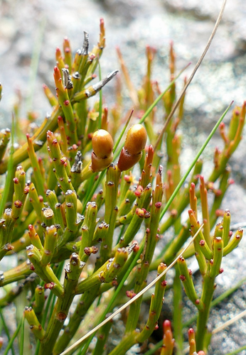 Exocarpos humifusus (Mountain native-cherry) — photo