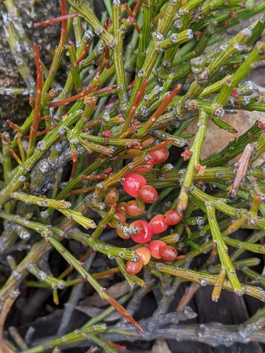 Exocarpos humifusus