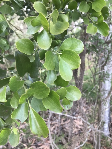 Exocarpos latifolius (Broad-leaved native cherry) — photo