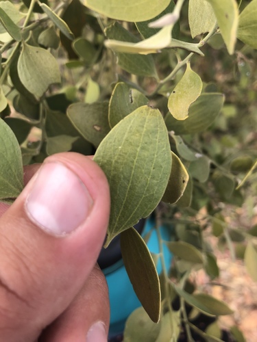 Exocarpos latifolius (Broad-leaved native cherry) — photo