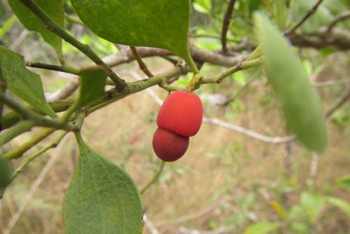 Exocarpos latifolius