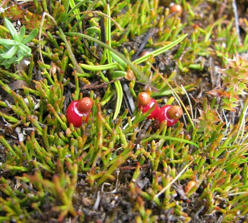 Exocarpos nanus (Alpine native-cherry) — photo