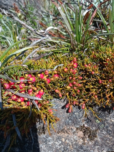Exocarpos nanus
