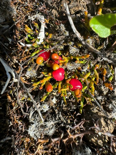 Exocarpos nanus (Alpine native-cherry) — photo