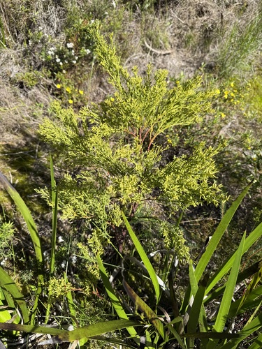 Exocarpos odoratus — photo