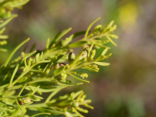Exocarpos odoratus — photo