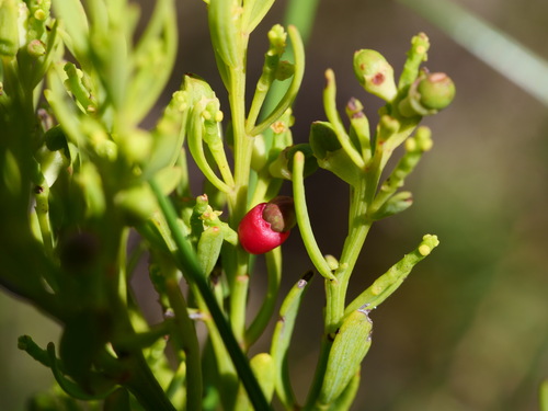 Exocarpos odoratus