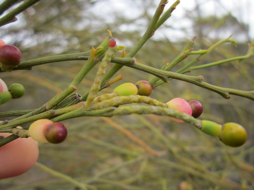 Exocarpos sparteus