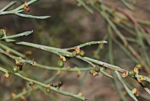Exocarpos strictus (Palefruit native-cherry) — photo