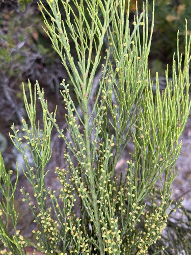 Exocarpos syrticola (Coast Ballart) — photo