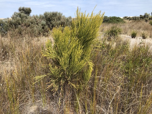 Exocarpos syrticola (Coast Ballart) — photo