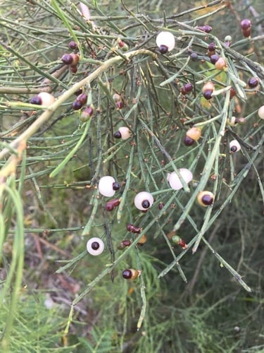 Exocarpos syrticola