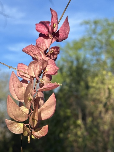 Exogonium bracteatum — photo