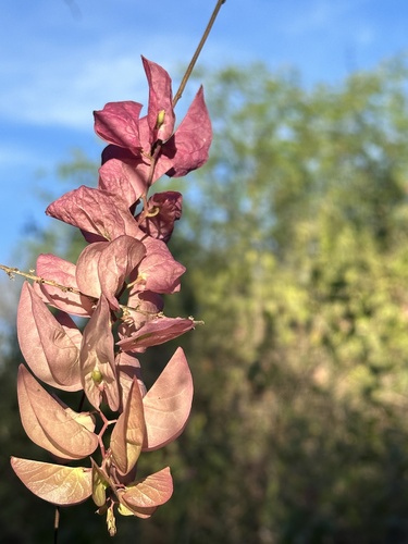 Exogonium bracteatum — photo