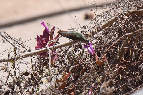 Exogonium bracteatum