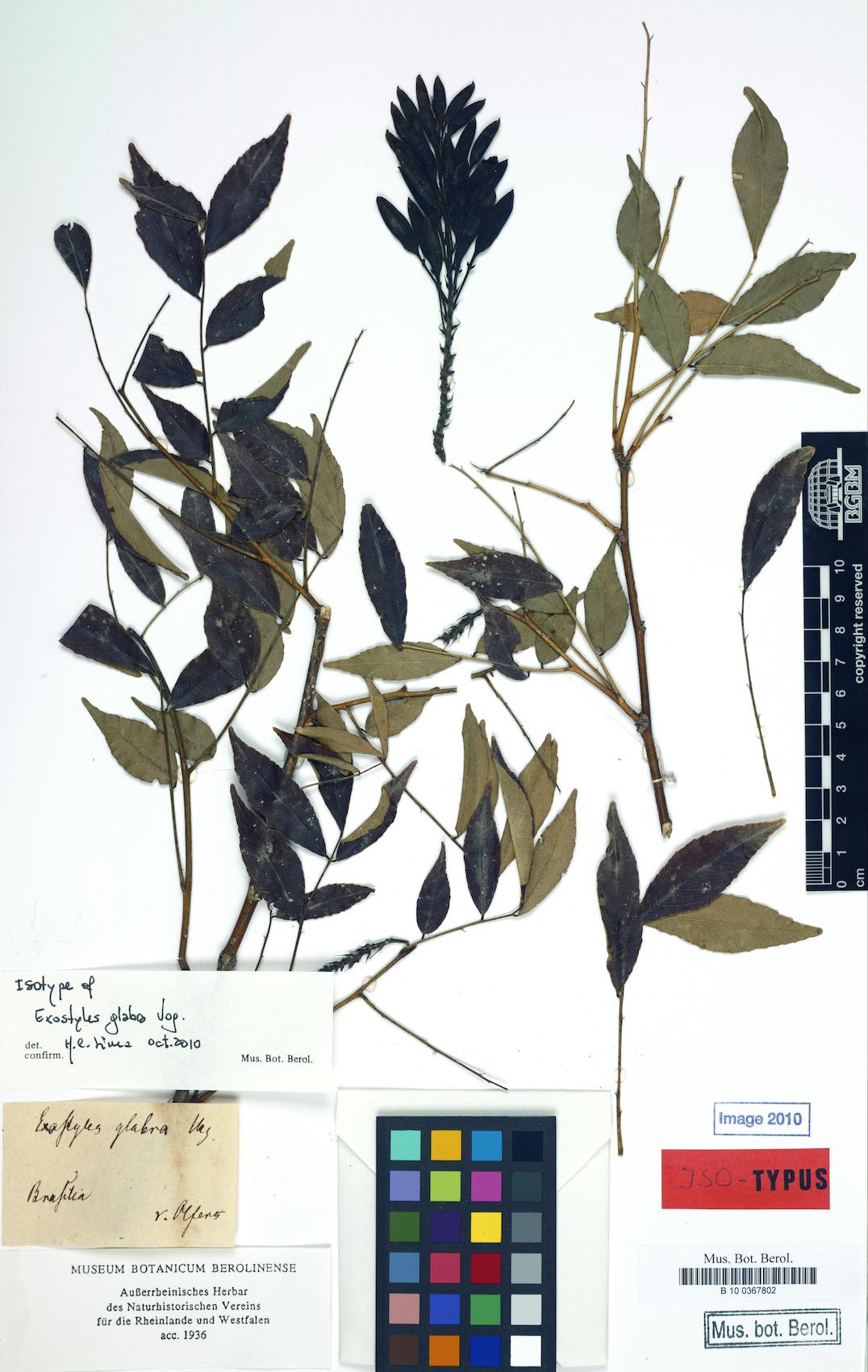 Exostyles glabra — photo