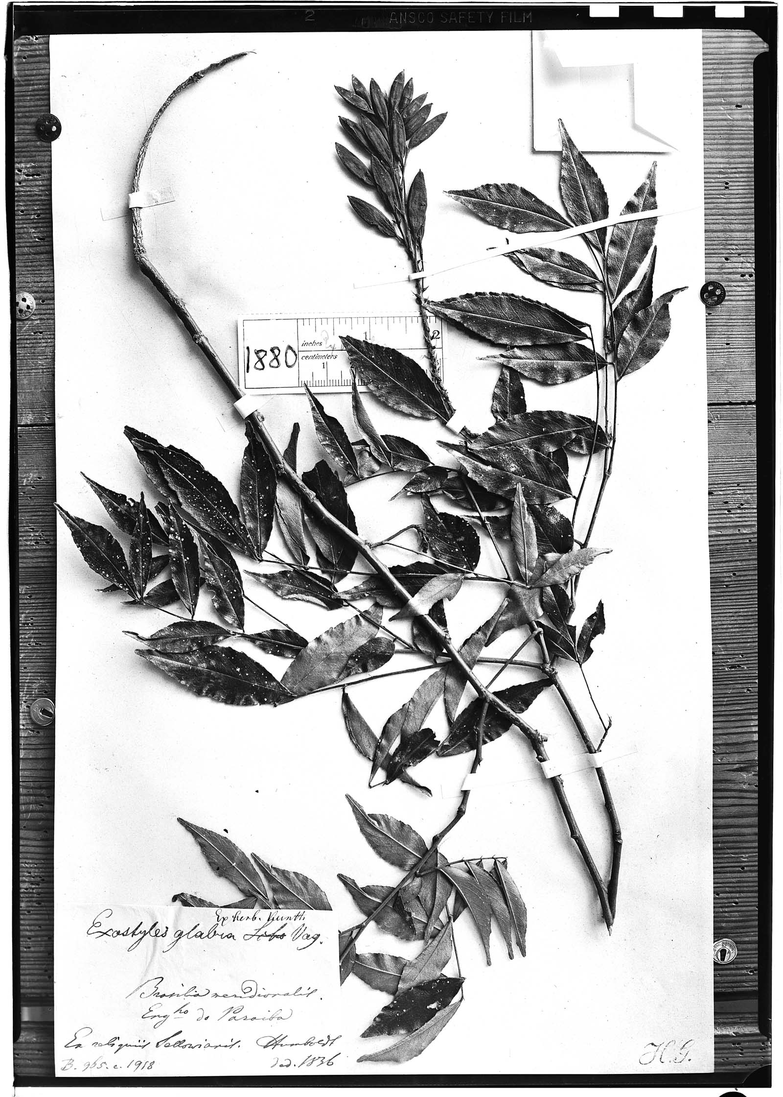 Exostyles glabra