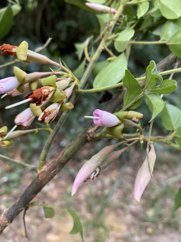 Exostyles venusta (Guaxingaba acu) — photo