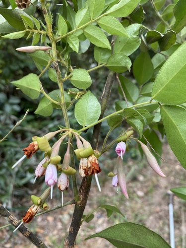 Exostyles venusta (Guaxingaba acu) — photo