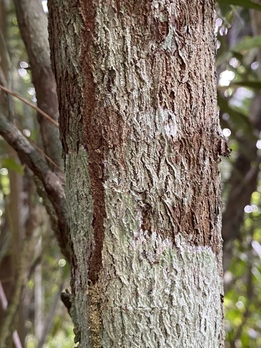 Exostyles venusta