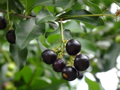 Exothea paniculata (Butter bough) — photo