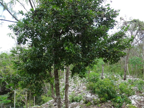 Exothea paniculata (Butter bough) — photo