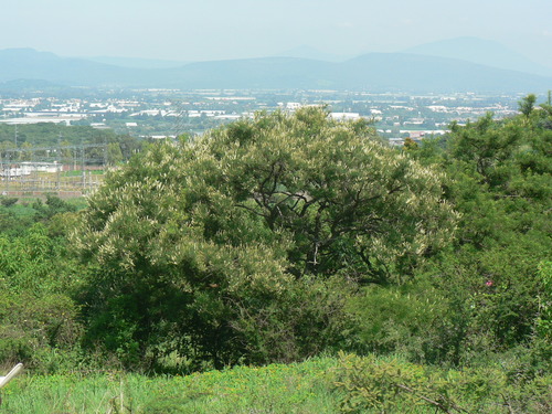 Eysenhardtia polystachya (Arizona kidneywood) — photo