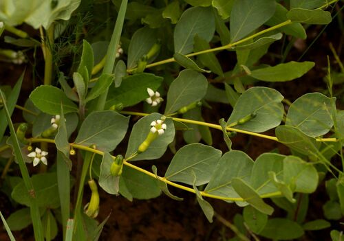 Fadogia ancylantha (Makoni tea bush) — photo
