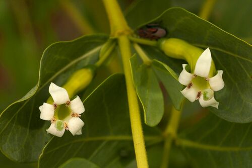 Fadogia ancylantha (Makoni tea bush) — photo